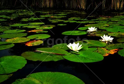 Лилия в воде на фоне зеленых листьев Стоковое Изображение - изображение  насчитывающей лилли, лепесток: 108958265