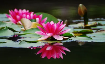 Цветок лилии лежит на воде» — создано в Шедевруме