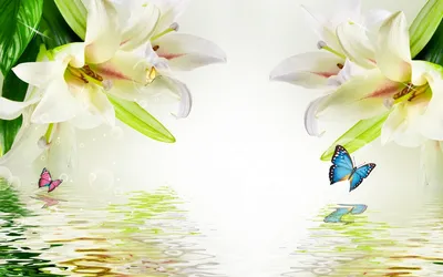 Красивые лилии воды с отражением лепестка в спокойной воде Стоковое  Изображение - изображение насчитывающей свеже, средства: 50272933