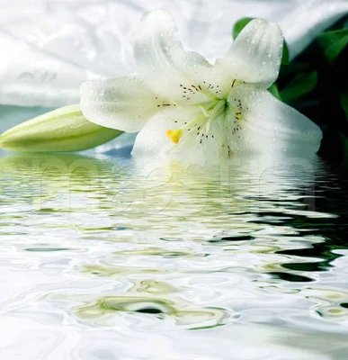 Лилии на воде - Golod Olga