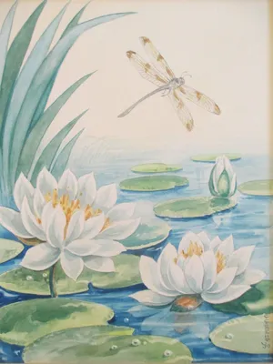 Водяные лилии на воде стоковое фото. изображение насчитывающей украшение -  164255780