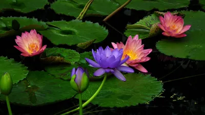 водяная лилия цветы фото цветка лотоса на озере с зелеными листьями, Кёнги  до, цветы, капли воды фон картинки и Фото для бесплатной загрузки