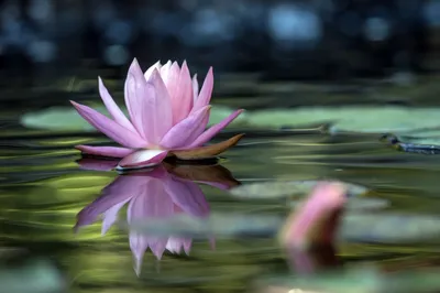 Цветок лилии воды на конце-вверх озера Стоковое Изображение - изображение  насчитывающей естественно, озеро: 86731237
