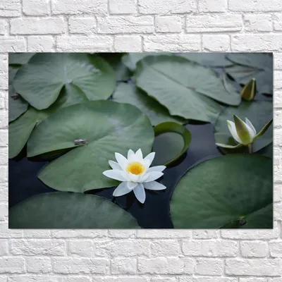 Фотообои \"3D лилии в воде\" - Арт. 020866 | Купить в интернет-магазине  Уютная стена
