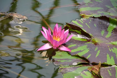 Нимфеи, водяные лилии, кувшинки – в пруду. Как сделать воду прозрачной … |  В саду у Лилии | Дзен