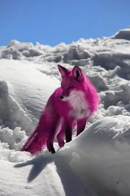 Розовая лиса на снегу — Фотки на аву | Лиса, Животные, Снег