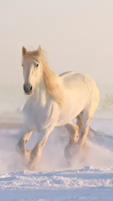 Image horse White Winter Snow animal 1080x1920