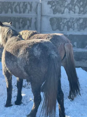 🌟🐎🐴Лошади 🐴🐎🌟 | Лошадь обои, Арабская лошадь, Шайр