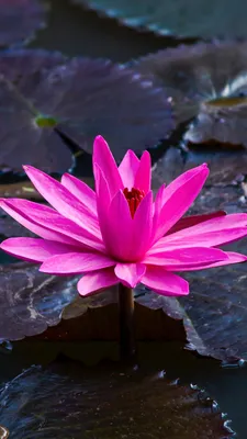 Cute Lotus Flowers Phone Wallpapers - Wallpaper Cave