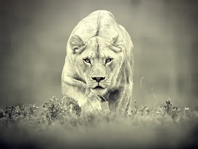 Охота львицы. Красивый кадр - обои на телефон