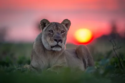 Гордая львица - красивые фото