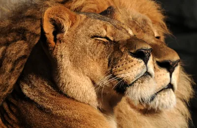 Заставка на телефон лев и львица - 67 фото