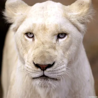 Животные, #Львы, #аватары, #картинки, #фотки | Albino animals, Lion  pictures, Animals beautiful