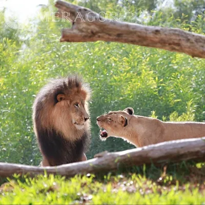 MERAGOR | Лев и львица на аву