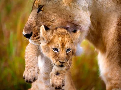 Львица несёт львёнка в пасти — Фото на аву