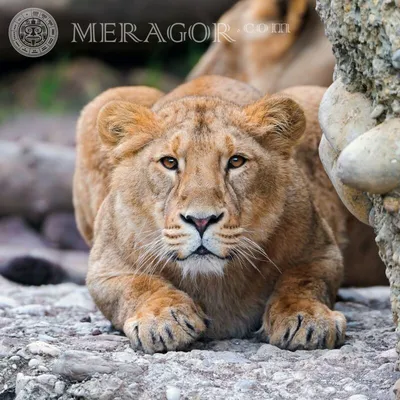 MERAGOR | Львица на аву