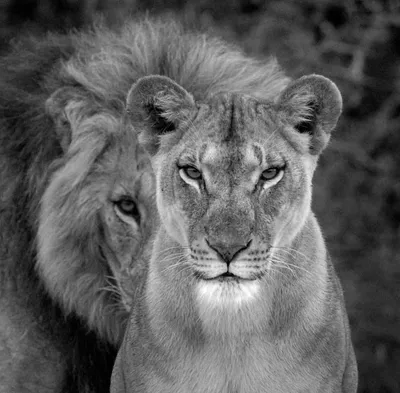 Львицы корона ава - фото и картинки abrakadabra.fun