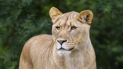 Лев и львица - красивые фото