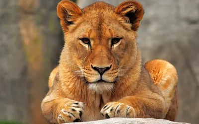 Львицы в хорошем качестве на аватарку - картинки и фото koshka.top