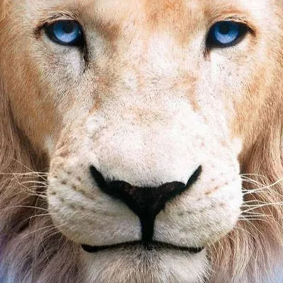 Львица на голове у Льва (26 фото)