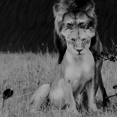 Картинка львица на голове у льва - 78 фото