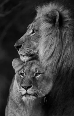 Львица целует льва фото красивые