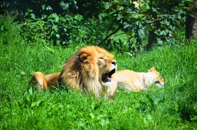31+ Лев и львица обои на телефон от tzukova