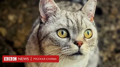 Котики и милые котята ))) Милое видео - YouTube