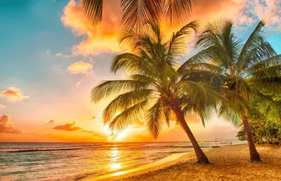 тропический рай пляж пальмы море океан закат тропики песок берег HD обои  для ноутбука | Beach sunset photography, Sunset photography, Scenic