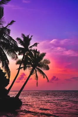 закат в океане пальмы облака естественная сцена обои, закат солнца, океан,  дерево фон картинки и Фото для бесплатной загрузки