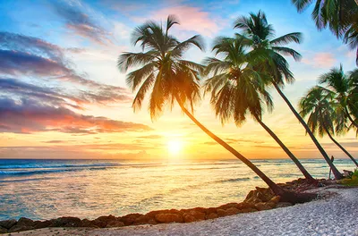 Картинки пальмы пляж закат (67 фото) » Картинки и статусы про окружающий  мир вокруг