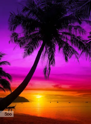Картинка Море Природа Пальмы Тропики рассвет и закат берег