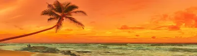 Скачать обои тропики, море, океан, пляж, закат, пальмы на рабочий стол из  раздела картинок Лето