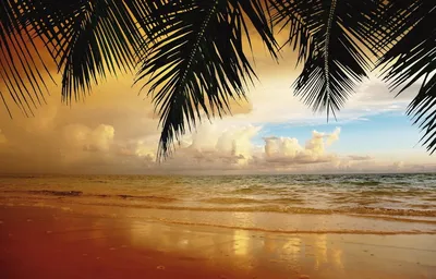 Скачать обои море, любовь, закат, пальмы, океан, раздел пейзажи в  разрешении 1440x900