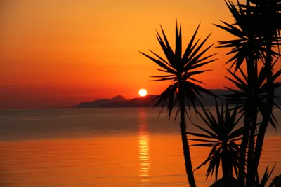 Красивый закат над морем на тропическом пляже с пальмой и красочным небом  для путешествий | Премиум Фото