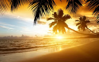 Картина по номерам U-151 \"Закат освещает пальмы и море\" 40x50 см - купить с  доставкой по выгодным ценам в интернет-магазине OZON (912977235)