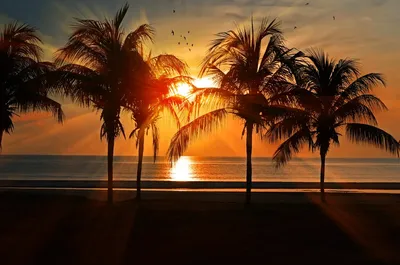 Купить Силуэт пальм закат тропическое море пляж холст картины постеры и  принты настенные художественные фотографии домашний декор без рамки | Joom