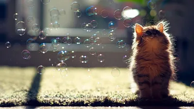 Обои котенок, мыльные пузыри, пушистый, блики, свет картинки на рабочий стол,  фото скачать бесплатно