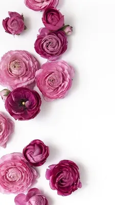 Обои iPhone wallpaper flowers | Flowers photography peonies, Pink flowers,  Flowers photography wallpaper