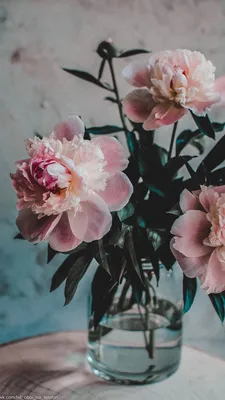 Обои | Цветы | Пионы | Flowers photography, Flower iphone wallpaper,  Beautiful flowers