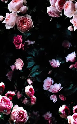 Цветы. #Flowers. #Pions. #Аромат. #Пионы. | Flower iphone wallpaper, Peony  wallpaper, Pink wallpaper iphone