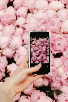 Скачать 800x1200 тюльпаны, цветы, белые, весна, красота, зелень обои,  картинки iphone 4s/4 for parallax
