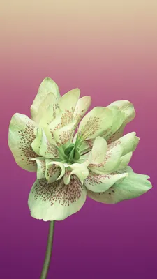 Чехол на iPhone 11 прозрачный силиконовый с рисунком цветы - купить с  доставкой по выгодным ценам в интернет-магазине OZON (507326816)