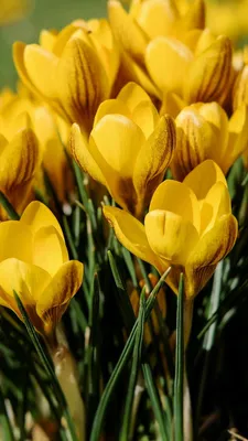 720x1280 Обои подснежники, желтый, весна | Yellow wallpaper, Android  wallpaper, Yellow crocus