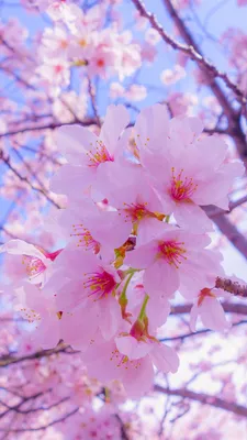 Обои Вишня, 4k, 5k, цветение, ветка, весна, розовый, Cherry, 4k, 5k  wallpaper, blossom, branch, spring, pink, ОС #5727 - Страница 108
