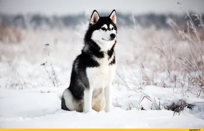 хаски (husky, сибирская хаски, сибирский хаски, ) :: собака / смешные  картинки и другие приколы: комиксы, гиф анимация, видео, лучший  интеллектуальный юмор.