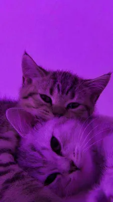 Cute kitties bcz I like it. | Cute cats photos, Funny cat wallpaper, Baby  cats