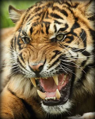 Злая тигрица - красивые фото