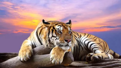 Тигрица на заставку - 65 фото