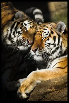MERAGOR | Тигрица и тигрята картинка на аву